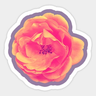 Roses are (amber) Sticker